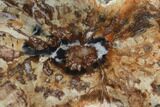 Petrified Horsetail (Calamites?) From Madagascar - Rare! #139599-1